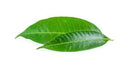 Herbs/Leaves Mango Leaves, 1 packet