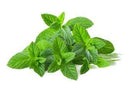 Leafy Vegetables Mint Leaves / Pudina Leaves, 1 each