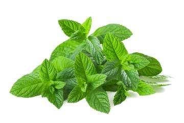 Leafy Vegetables Mint Leaves / Pudina Leaves, 1 each