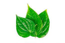 Leaves Betel / Pan / Paan Leaves, 5 each