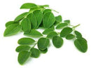 Leaves Drumstick Leaves / Moringa Leaves / Mulagaku, per 0.25 lb