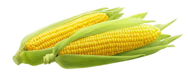 Fresh Corn, 1 each