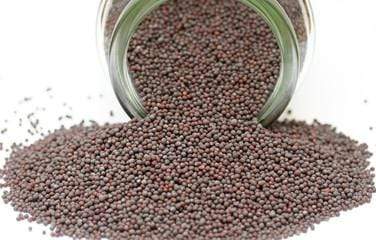 Spices Andhra Mustard Seeds