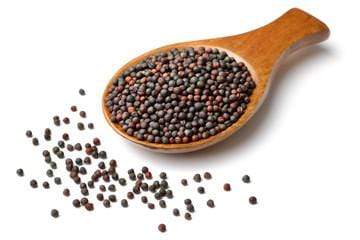 Spices Mustard Seeds Big