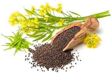 Spices Mustard Seeds Small