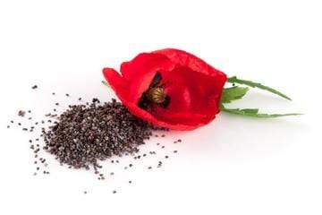 Spices Poppy Seeds